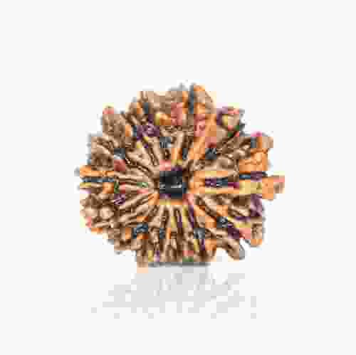 Natural 13 Mukhi Nepal Rudraksha