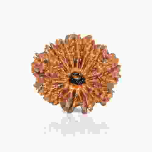 Natural 13 Mukhi Nepal Rudraksha