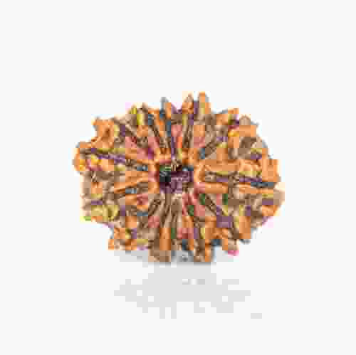 Natural 13 Mukhi Nepal Rudraksha