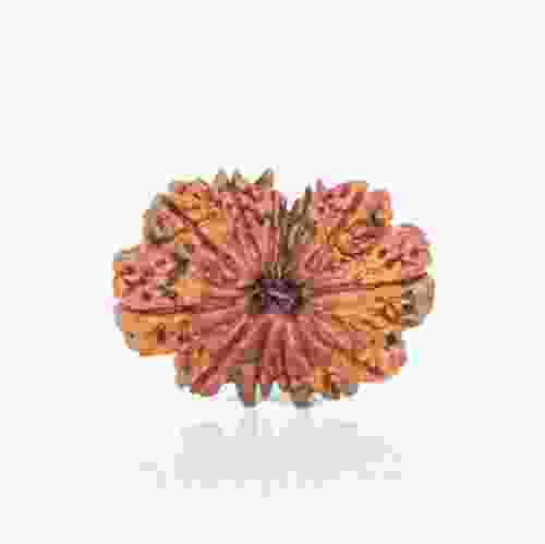Natural 13 Mukhi Nepal Rudraksha