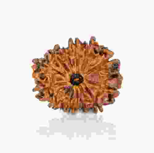 Natural 13 Mukhi Nepal Rudraksha