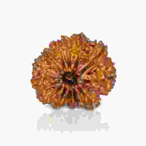 Natural 13 Mukhi Nepal Rudraksha