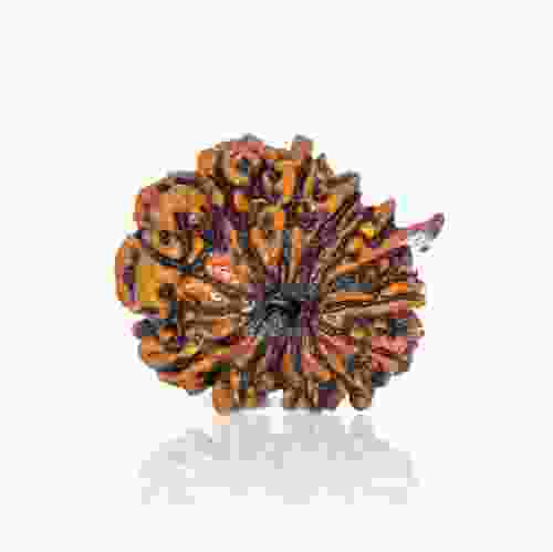 Natural 13 Mukhi Nepal Rudraksha