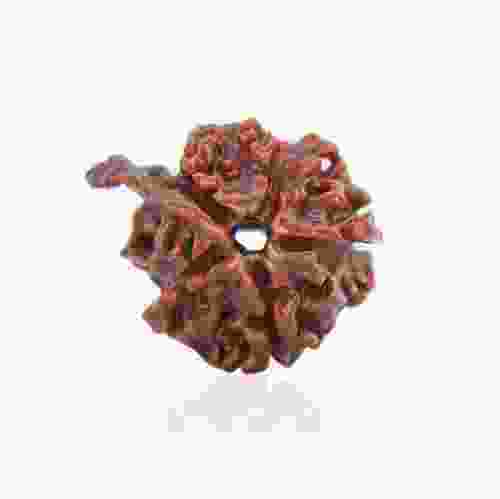 Natural Gauri Shankar Rudraksha of Nepal 