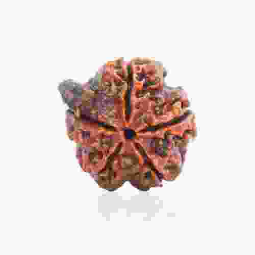 Natural Gauri Shankar Rudraksha of Nepal 