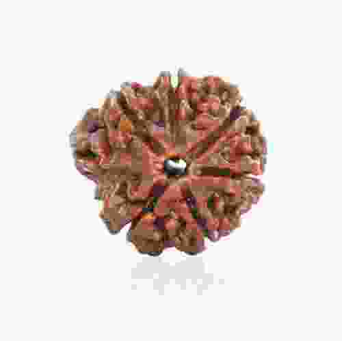 Natural Gauri Shankar Rudraksha of Nepal 