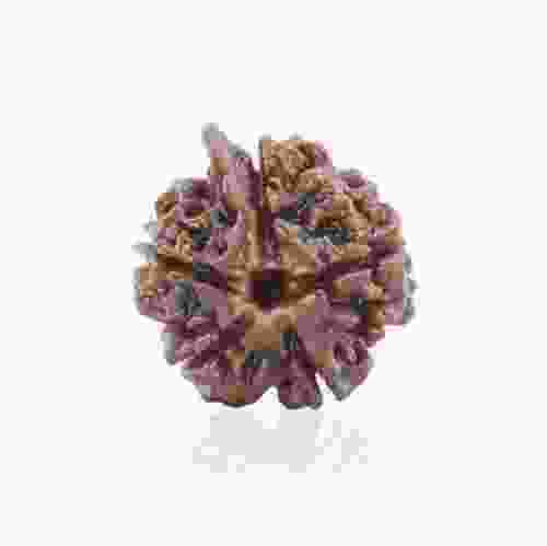 Natural Gauri Shankar Rudraksha of Nepal 