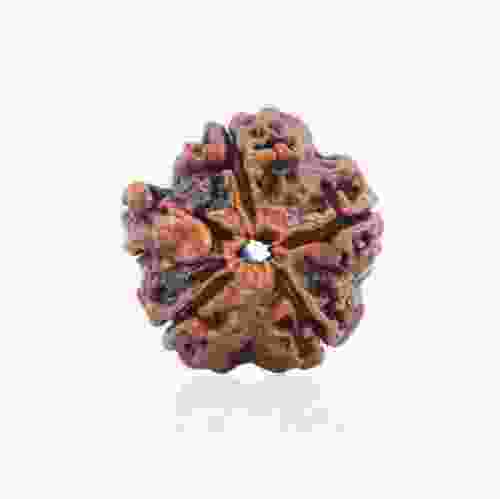 Natural Gauri Shankar Rudraksha of Nepal 
