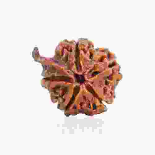 Natural Gauri Shankar Rudraksha of Nepal 
