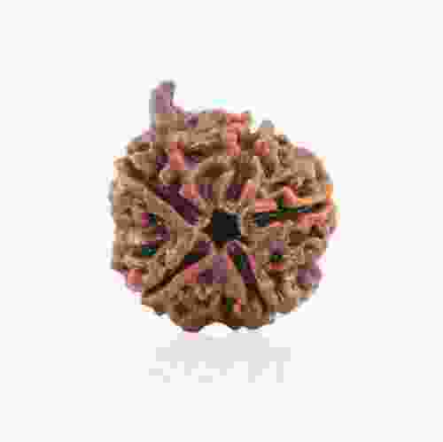 Natural Gauri Shankar Rudraksha of Nepal 