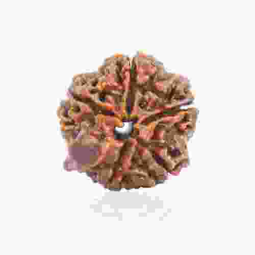 Natural Gauri Shankar Rudraksha of Nepal 