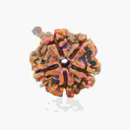 Natural Gauri Shankar Rudraksha of Nepal 