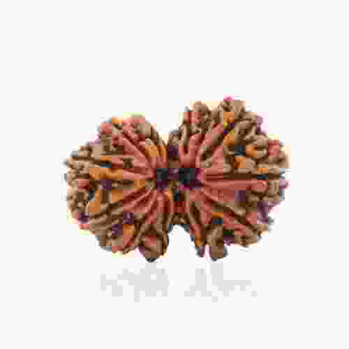 Natural Gauri Shankar Rudraksha of Nepal 