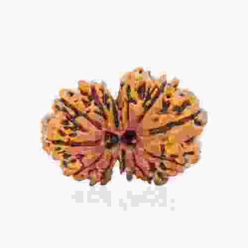 Natural Gauri Shankar Rudraksha of Nepal 