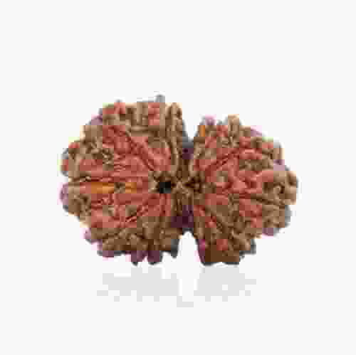 Natural Gauri Shankar Rudraksha of Nepal 