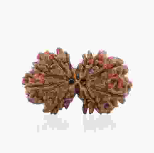 Natural Gauri Shankar Rudraksha of Nepal 