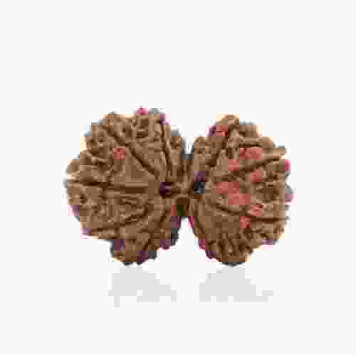 Natural Gauri Shankar Rudraksha of Nepal 