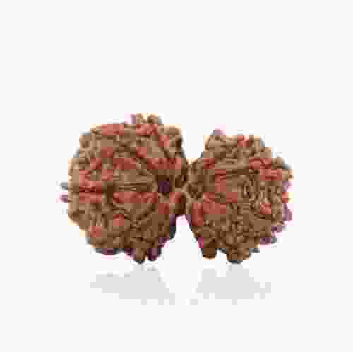 Natural Gauri Shankar Rudraksha of Nepal 