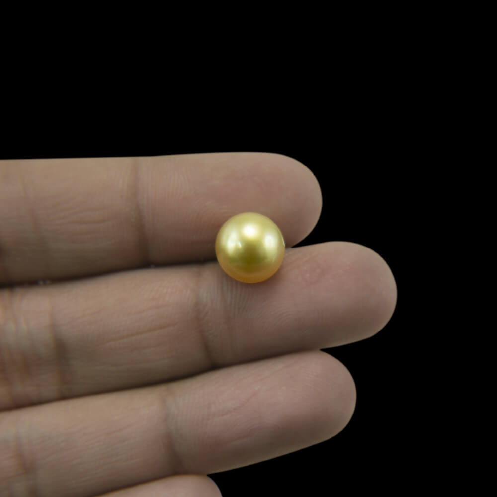 Golden South Sea Pearl - 6.63 Carat (7.25 Ratti)