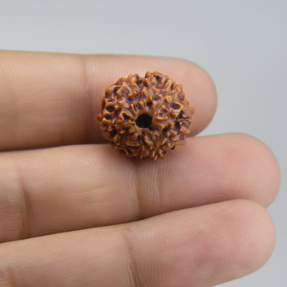 10 Mukhi Rudraksha