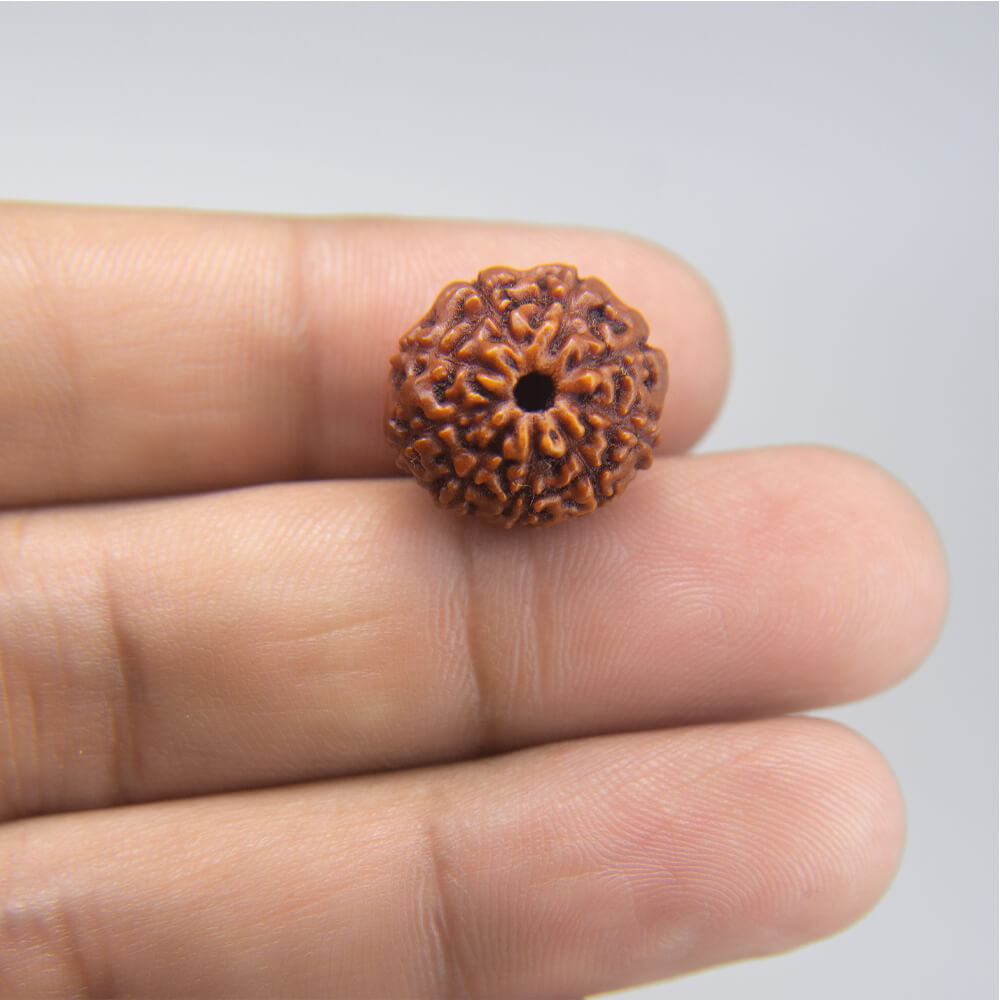 10 Mukhi Rudraksha