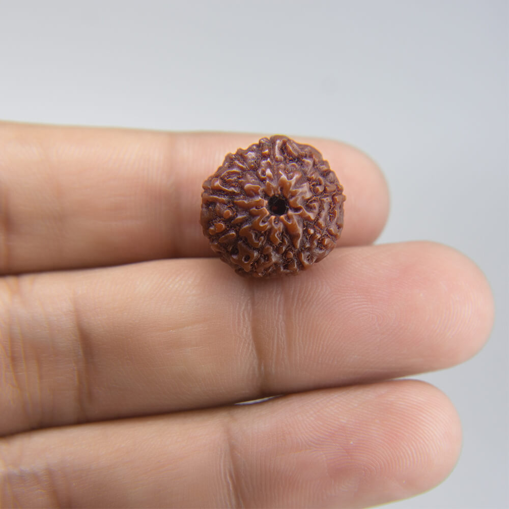 10 Mukhi Rudraksha