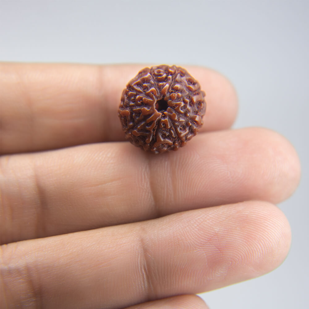 10 Mukhi Rudraksha