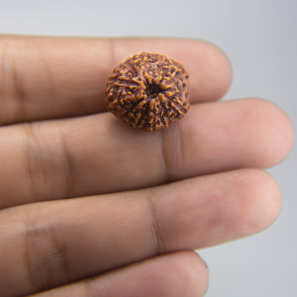 11 Mukhi Rudraksha