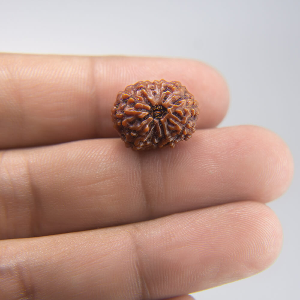 11 Mukhi Rudraksha