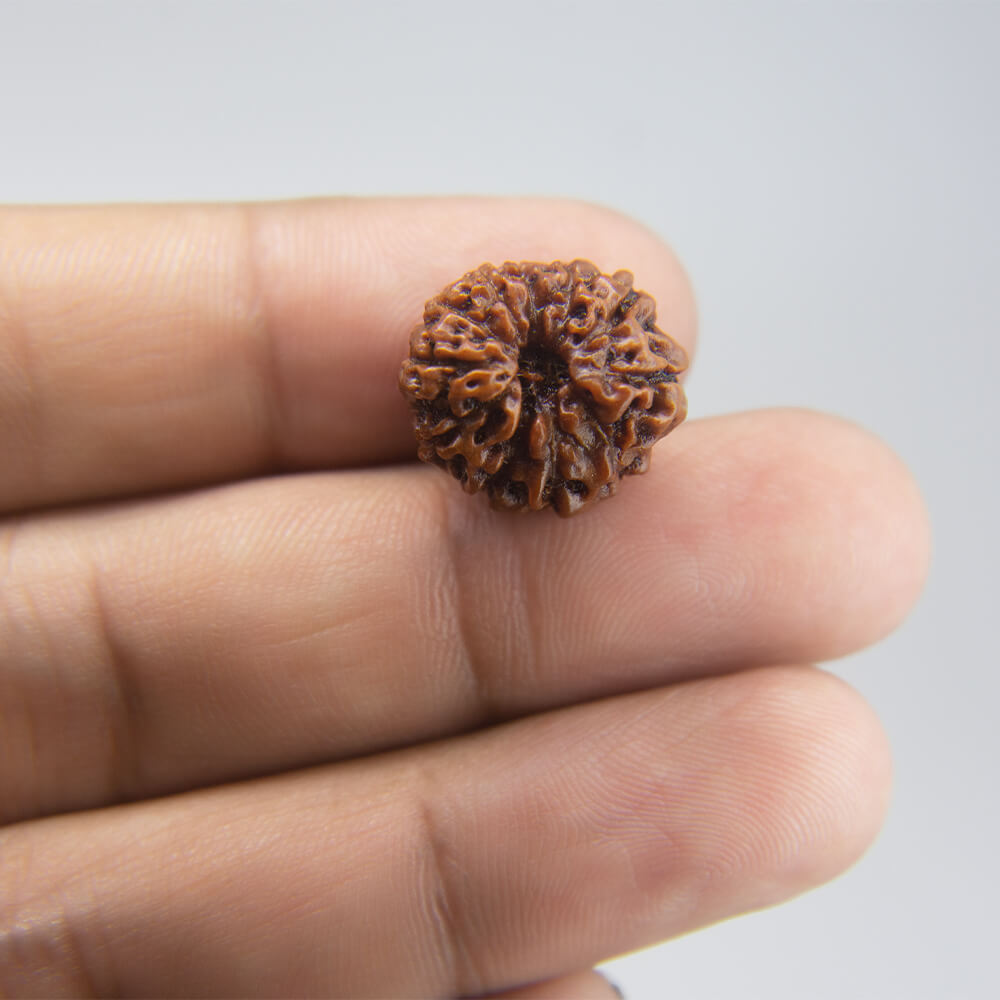 11 Mukhi Rudraksha