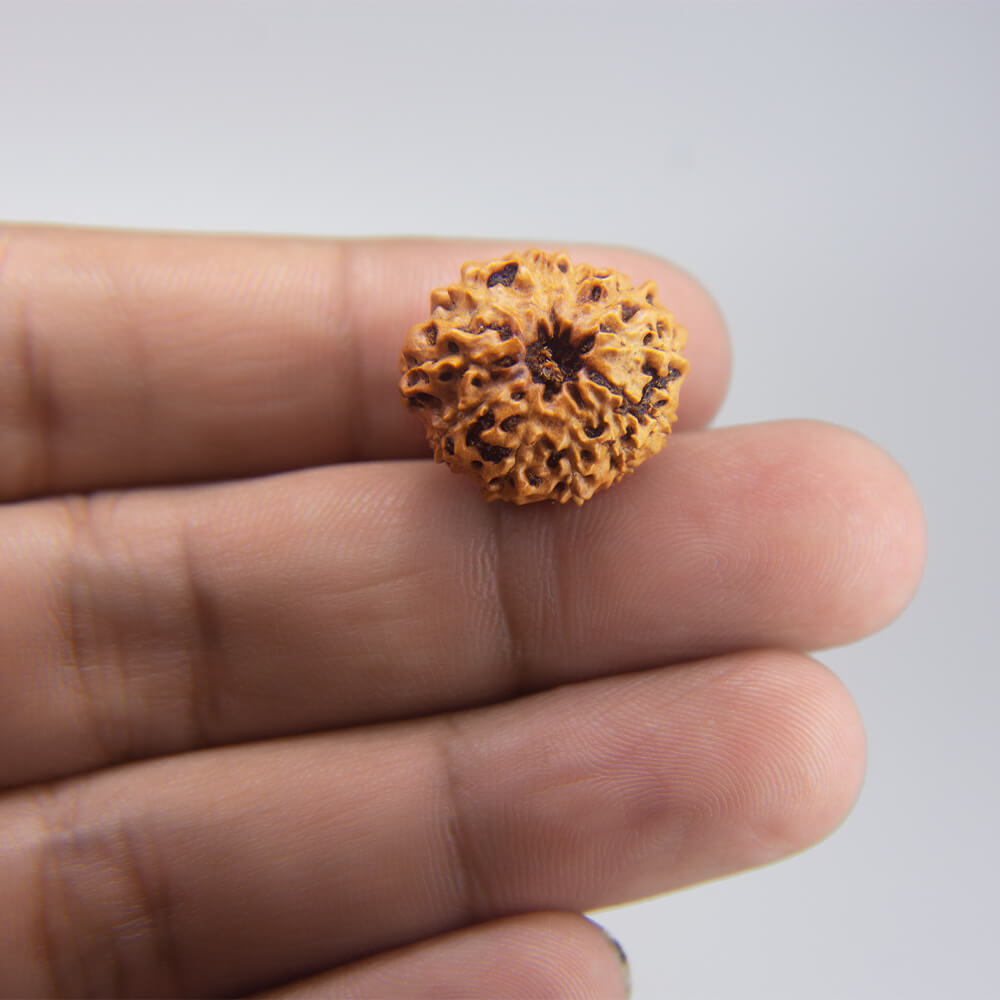 11 Mukhi Rudraksha