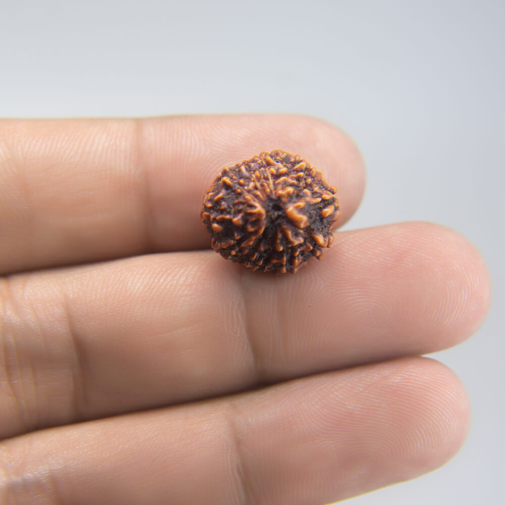 12 Mukhi Rudraksha