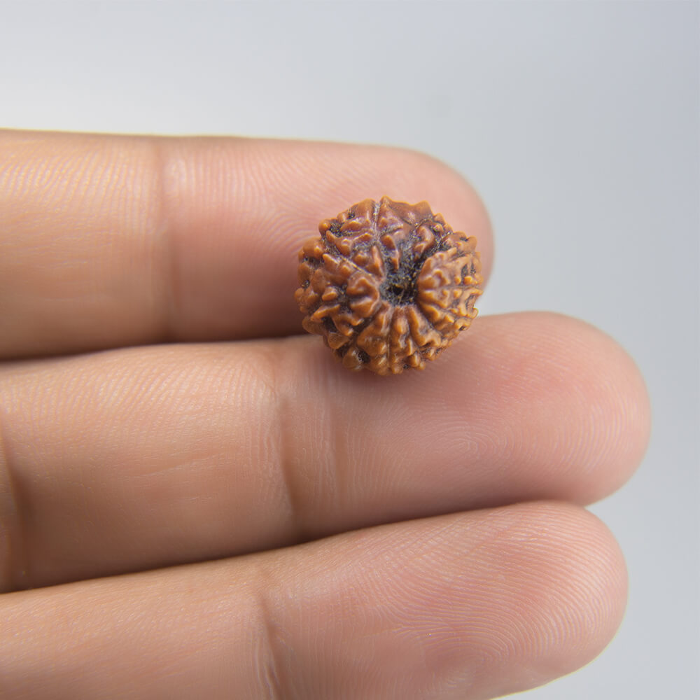 12 Mukhi Rudraksha