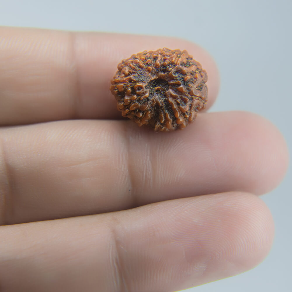 12 Mukhi Rudraksha