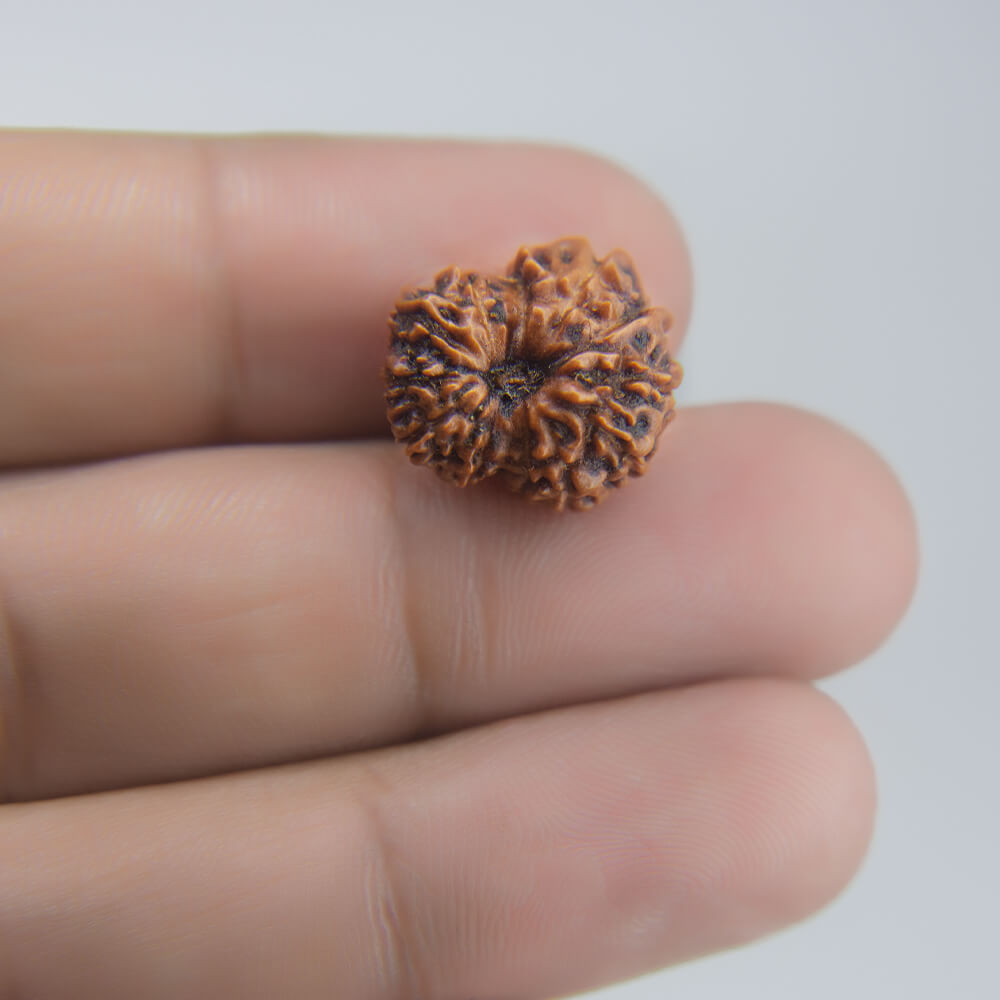 12 Mukhi Rudraksha