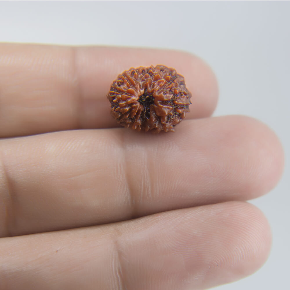 12 Mukhi Rudraksha