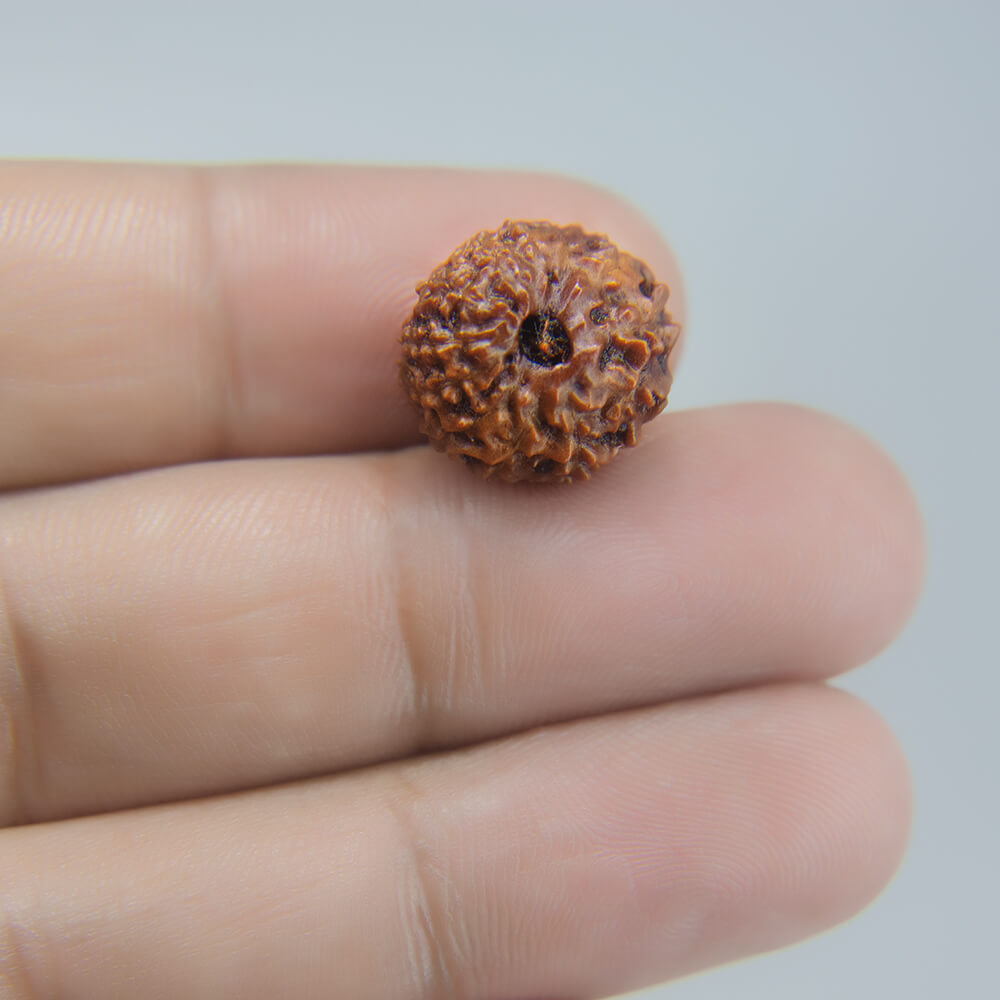 12 Mukhi Rudraksha