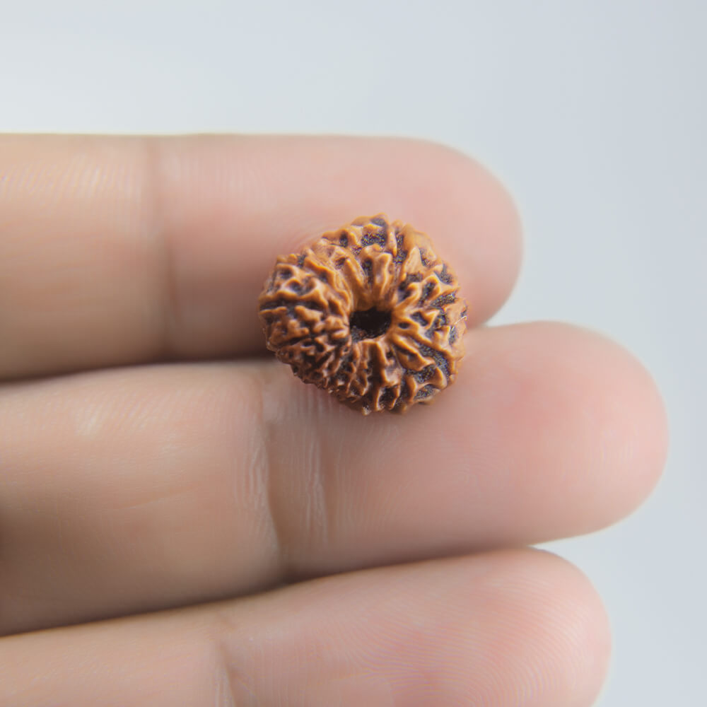 13 Mukhi Rudraksha