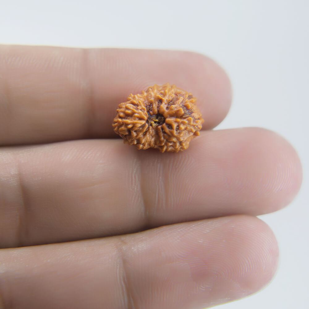 13 Mukhi Rudraksha