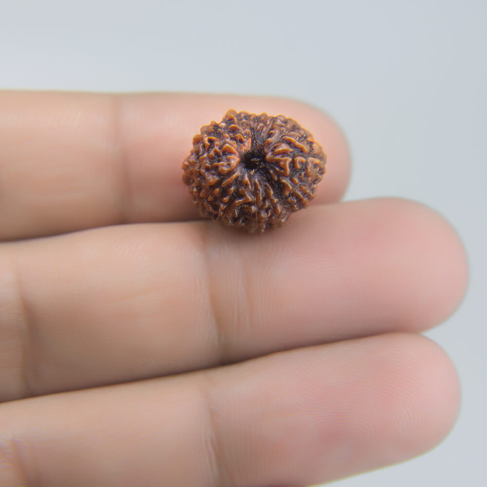 13 Mukhi Rudraksha
