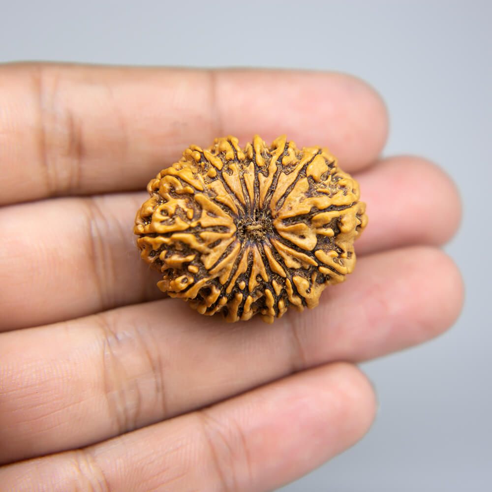 14 Mukhi Rudraksha Nepal (32mm)