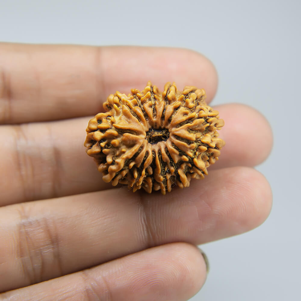 14 Mukhi Rudraksha Nepal (29mm)