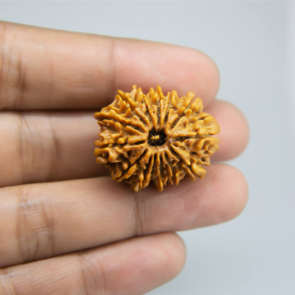 14 Mukhi Rudraksha Nepal (28mm)