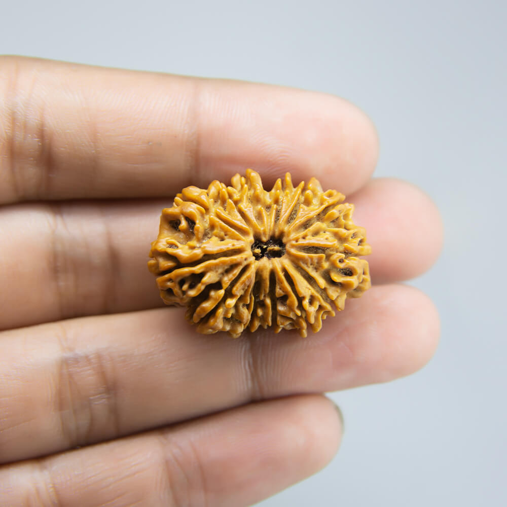 14 Mukhi Rudraksha Nepal (30mm)