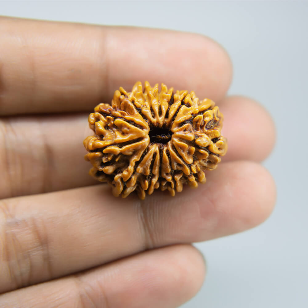 14 Mukhi Rudraksha Nepal (28mm)