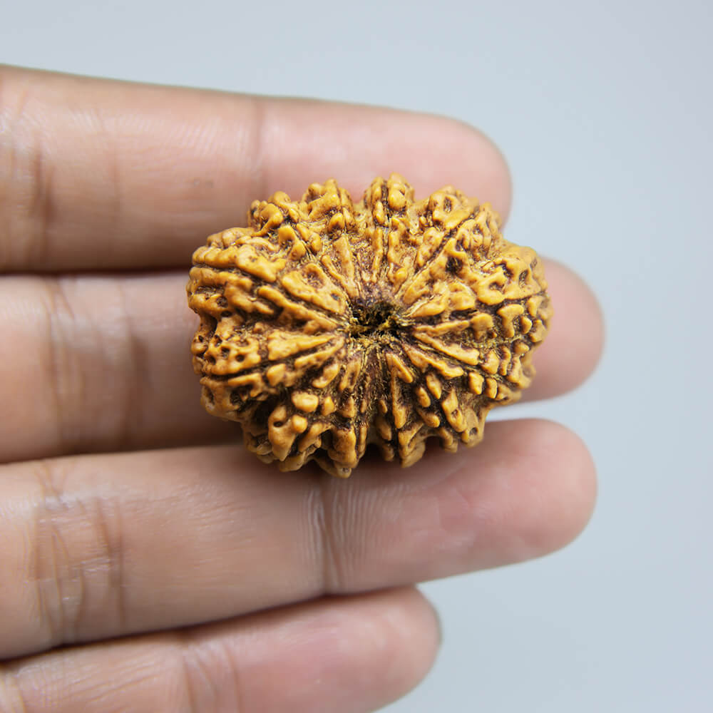 14 Mukhi Rudraksha Nepal (35mm)