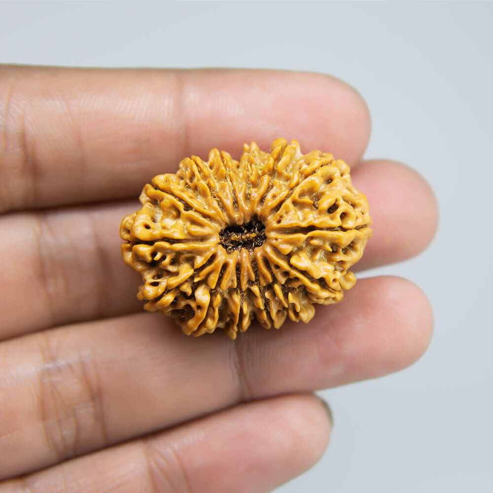 14 Mukhi Rudraksha Nepal (32mm)