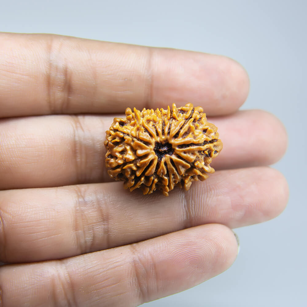 14 Mukhi Rudraksha Nepal (28mm)
