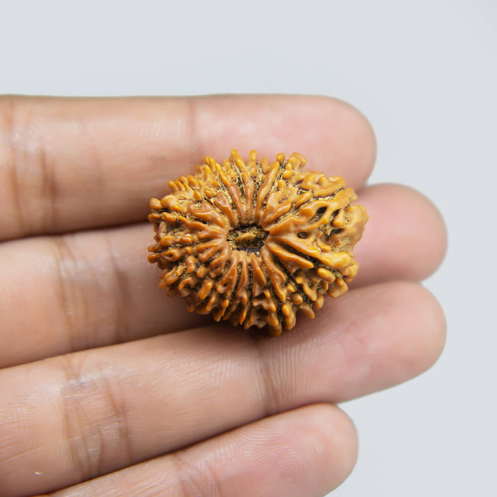 14 Mukhi Rudraksha