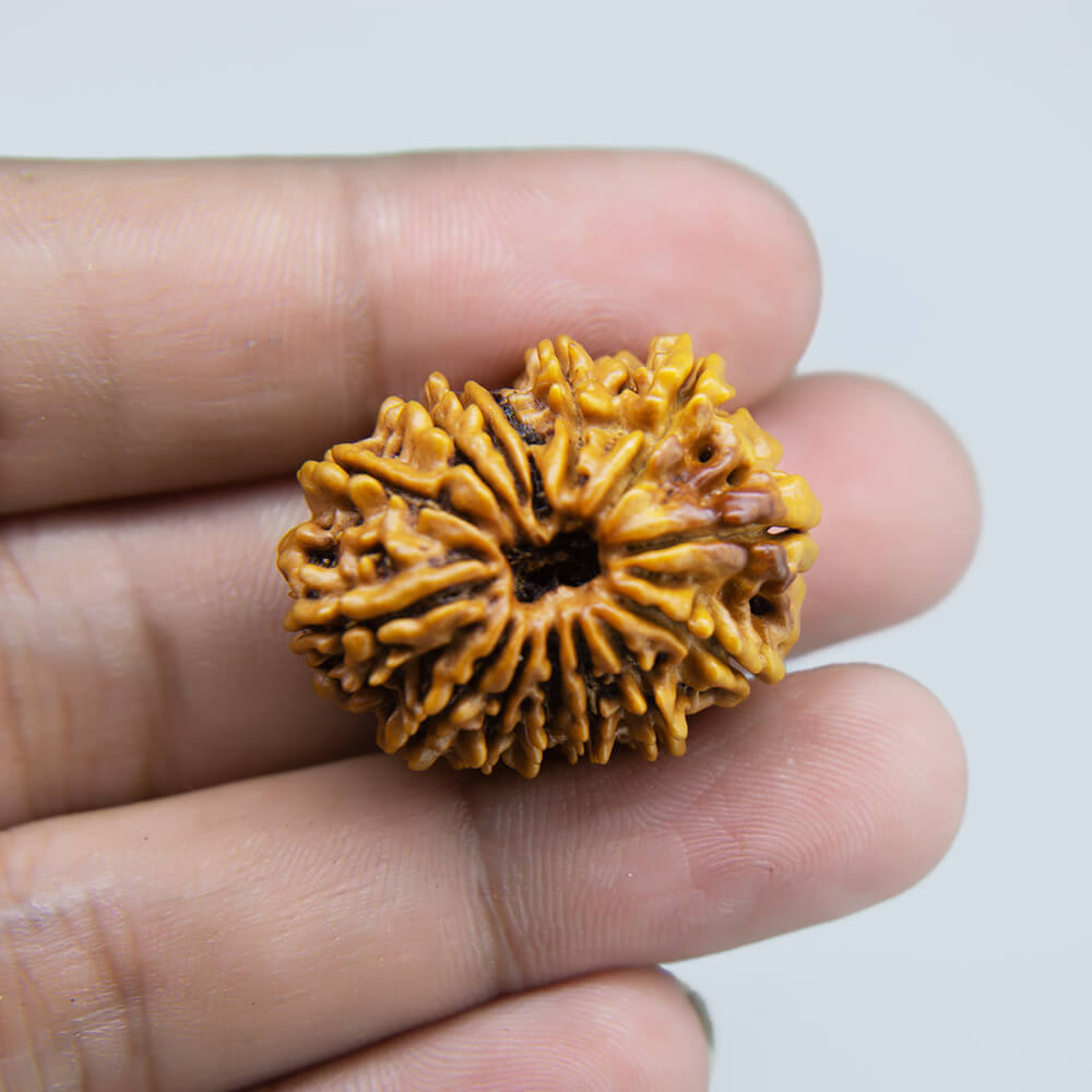 14 Mukhi Rudraksha Nepal (28mm)